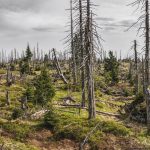 Crafting an Impressive Cover Letter for Environmental Consultant Positions: A Comprehensive Guide