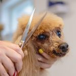 Navigating Your Career as a Dog Groomer: A Comprehensive Roadmap to Success