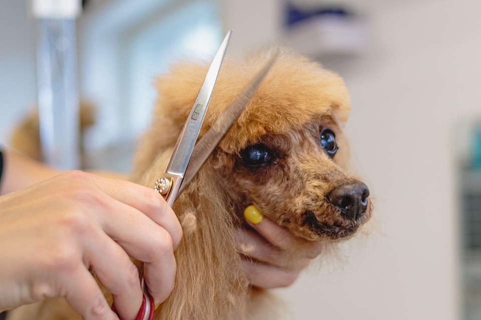 Navigating Your Career as a Dog Groomer: A Comprehensive Roadmap to Success