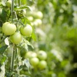 Navigating Your Career as a Dietitian: Essential Roadmaps for Success