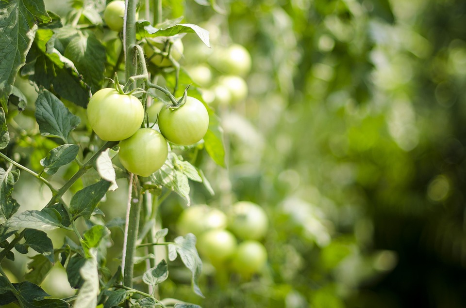 Navigating Your Career as a Dietitian: Essential Roadmaps for Success