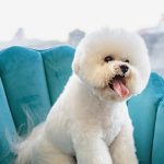 Essential Interview Guide for Aspiring Dog Groomers: Tips to Land Your Dream Job