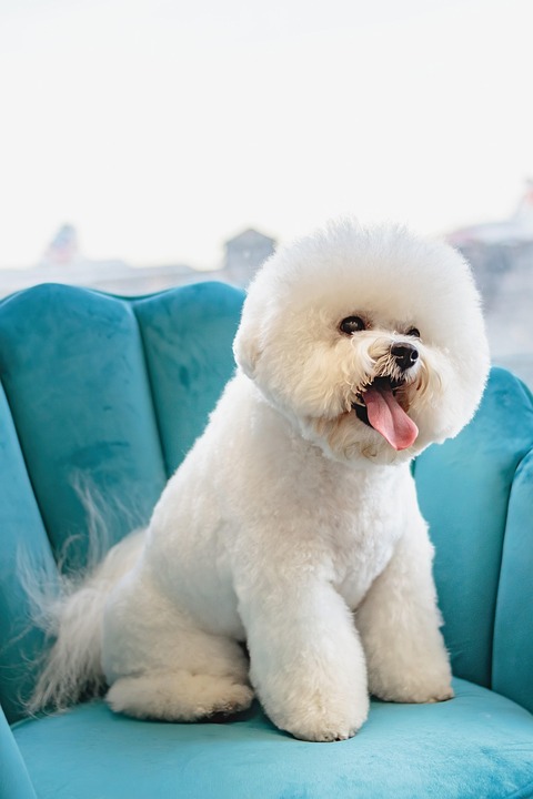 Essential Interview Guide for Aspiring Dog Groomers: Tips to Land Your Dream Job