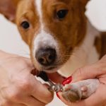 Essential Dog Groomer Resume Template: Stand Out in the Pet Care Industry