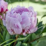 Essential Interview Guides for Aspiring Florists: Tips to Thrive in the Floral Industry