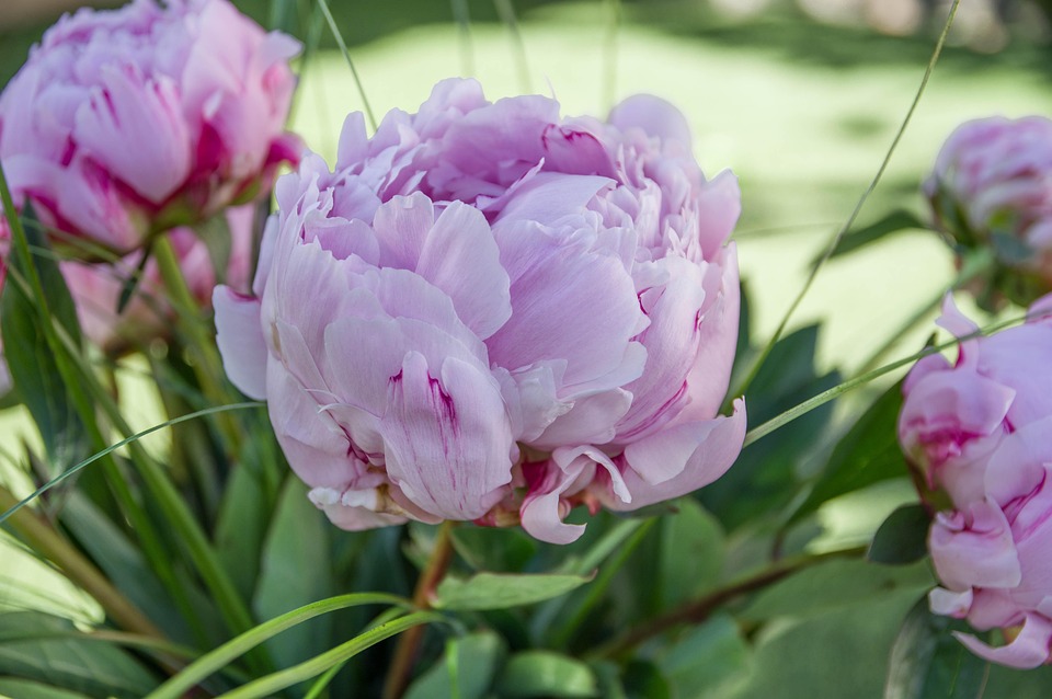 Essential Interview Guides for Aspiring Florists: Tips to Thrive in the Floral Industry