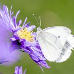 Navigating Your Career Path: A Comprehensive Guide to Becoming an Environmental Consultant in the UK