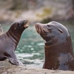 Essential Marine Biologist CV Template: Stand Out in Your Job Application