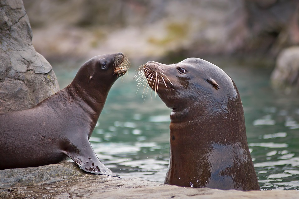 Essential Marine Biologist CV Template: Stand Out in Your Job Application