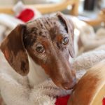 Pet Sitting Career Roadmaps: Your Guide to Success in the UK Pet Care Industry