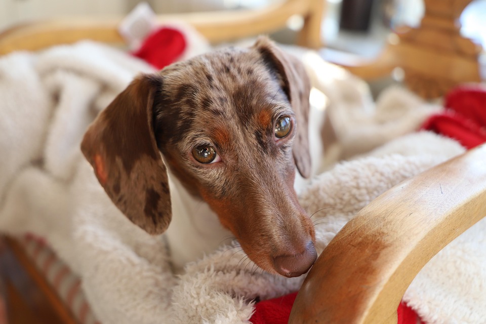 Pet Sitting Career Roadmaps: Your Guide to Success in the UK Pet Care Industry