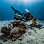 Crafting an Impressive Cover Letter for Marine Biologists: Tips and Examples for Success