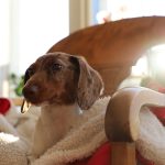 Essential Pet Sitter Interview Guide: Tips to Find the Perfect Caregiver for Your Furry Friends