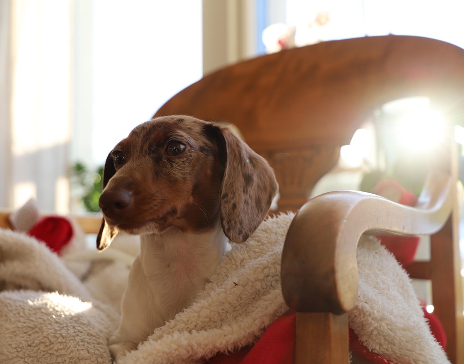 Essential Pet Sitter Interview Guide: Tips to Find the Perfect Caregiver for Your Furry Friends