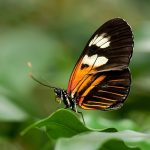 Mastering Postman: The Ultimate Interview Guide for Aspiring API Testers