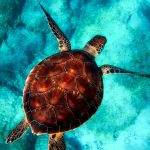 Navigating Your Career Path: A Comprehensive Guide to Becoming a Marine Biologist