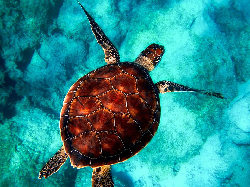 Navigating Your Career Path: A Comprehensive Guide to Becoming a Marine Biologist