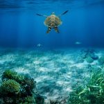 Essential Interview Tips for Aspiring Marine Biologists: A Comprehensive Guide