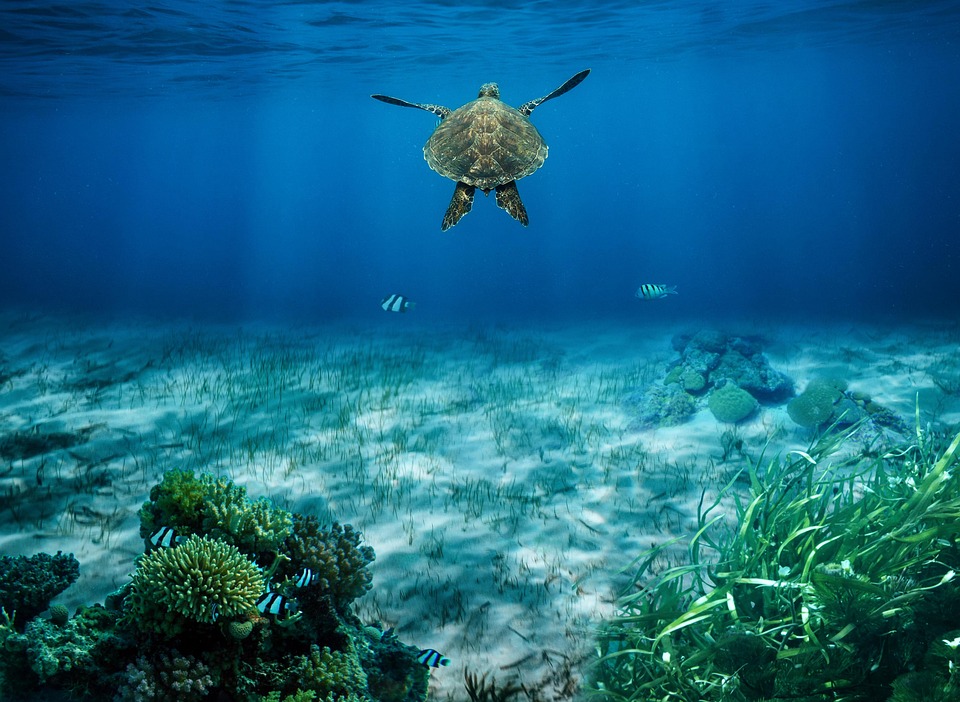 Essential Interview Tips for Aspiring Marine Biologists: A Comprehensive Guide