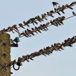 Navigating Your Career Path: A Comprehensive Guide to Quantity Surveyor Career Roadmaps in the UK