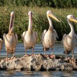 Navigating Career Roadmaps for Conservators: A Comprehensive Guide to Success in Conservation