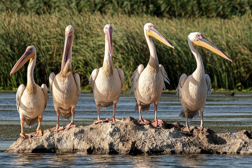 Navigating Career Roadmaps for Conservators: A Comprehensive Guide to Success in Conservation