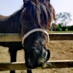 How to Craft a Compelling Veterinarian Cover Letter: Tips and Examples for Success