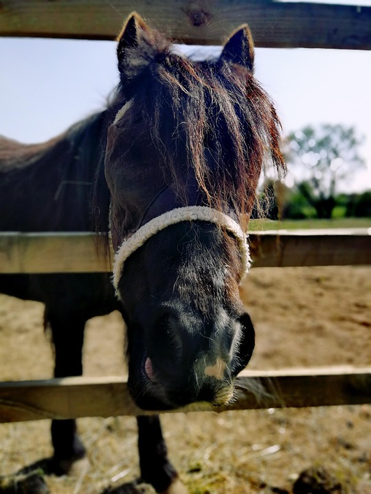 How to Craft a Compelling Veterinarian Cover Letter: Tips and Examples for Success