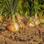 Crafting the Perfect Cover Letter for Agricultural Consultant Positions: Tips and Examples