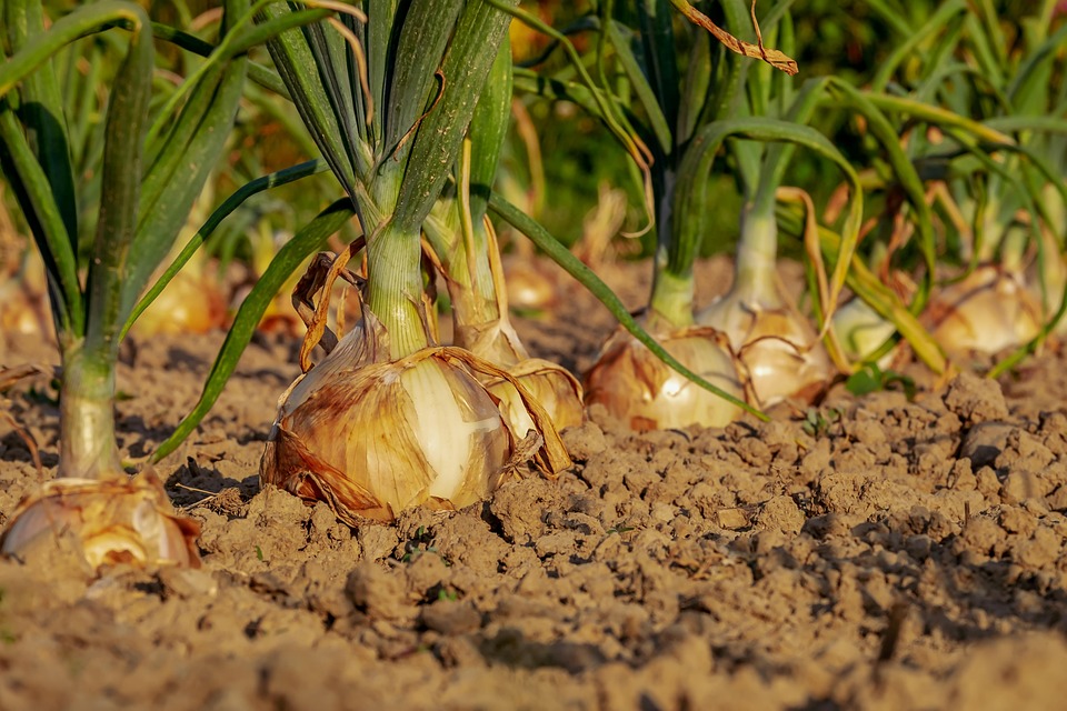 Crafting the Perfect Cover Letter for Agricultural Consultant Positions: Tips and Examples
