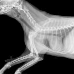Exploring Career Roadmaps for Veterinary Nurses: Your Pathway to Success in the UK