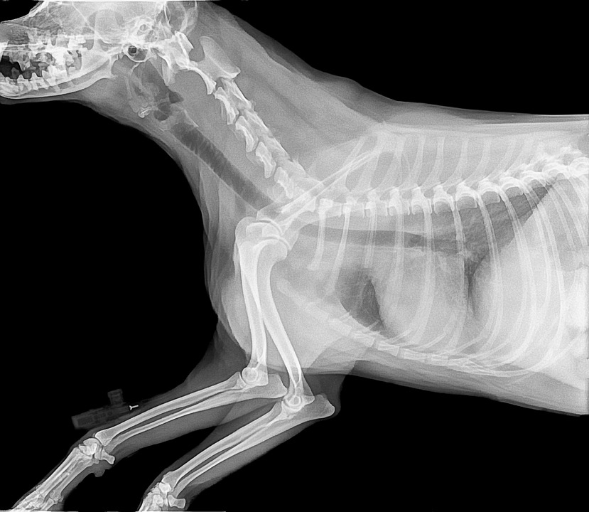 Exploring Career Roadmaps for Veterinary Nurses: Your Pathway to Success in the UK