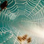Essential Career Roadmaps for Aspiring Web Developers: Your Guide to Success