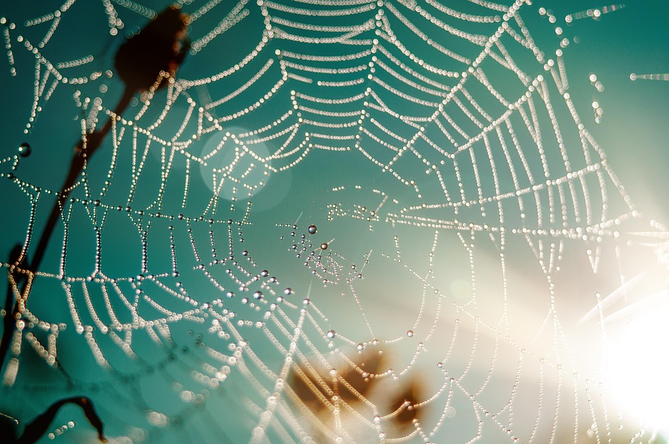 Essential Career Roadmaps for Aspiring Web Developers: Your Guide to Success