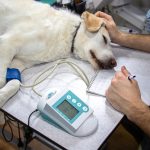 Essential Veterinary Nurse CV Template: Stand Out in Your Job Application