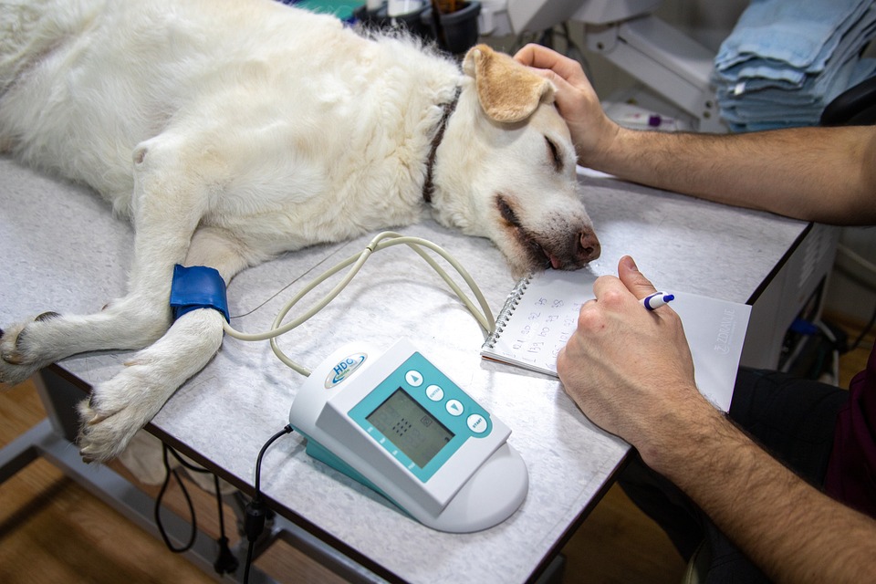 Essential Veterinary Nurse CV Template: Stand Out in Your Job Application