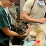 Essential Veterinary Resume Template: Stand Out in Your Job Application