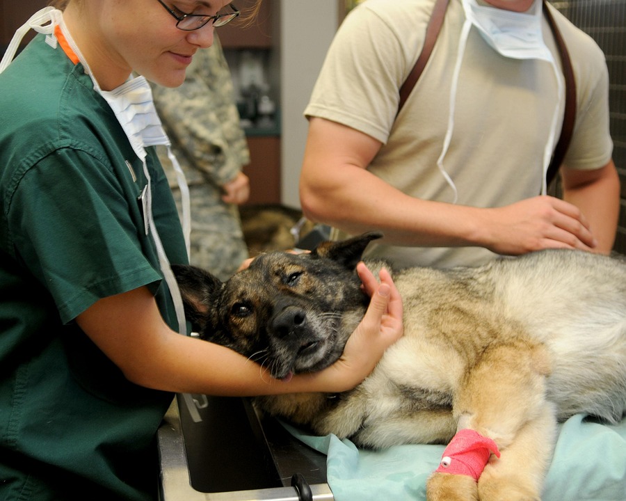 Essential Veterinary Resume Template: Stand Out in Your Job Application