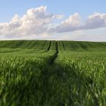Essential Agricultural Consultant CV Template: Stand Out in the UK Job Market