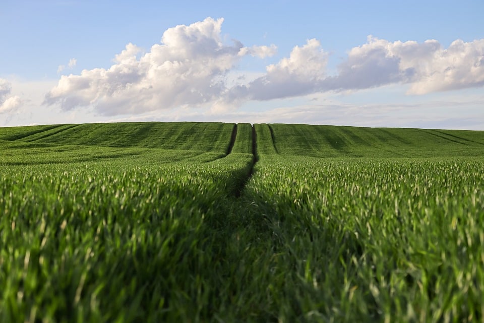 Essential Agricultural Consultant CV Template: Stand Out in the UK Job Market