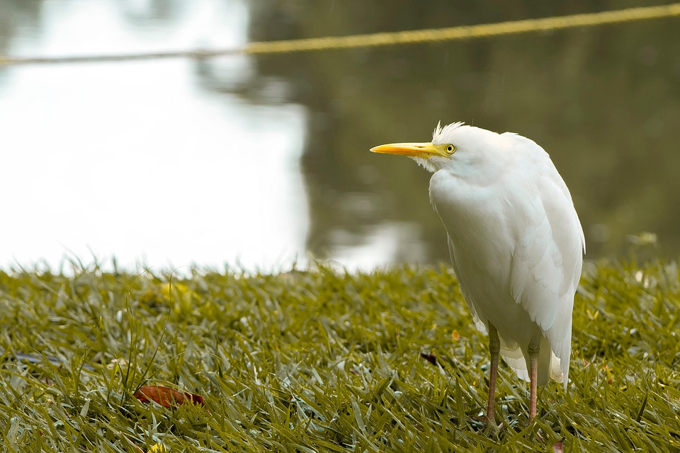 Essential Environmental Education Officer CV Template: Stand Out in Your Job Application