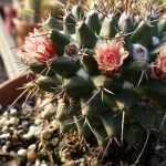 Essential Horticulturist Resume Template: Crafting Your Green Career in the UK