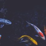 Essential Interview Guide for Aspiring Fisheries Officers: Tips and Insights for Success