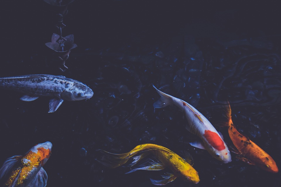 Essential Interview Guide for Aspiring Fisheries Officers: Tips and Insights for Success